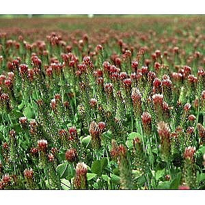 Crimson Clover 2kg