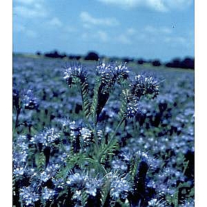 Phacelia 5kg