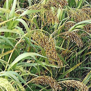 White Millet 5kg