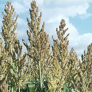 Giant Sorghum 10kg