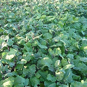 Brassica Carinata 2kg