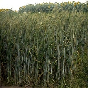 Triticale 25kg