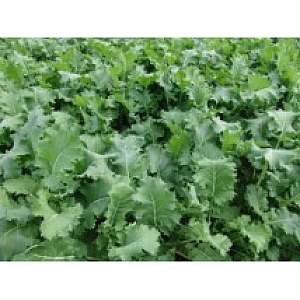 Goldeneye Kale 1kg