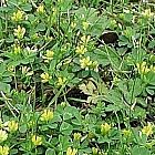 view Yellow Blossom Clover 2kg details