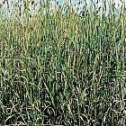 Canary Grass 2.5kg