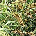 White Millet 5kg