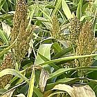 view Dwarf Sorghum 10kg details