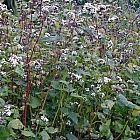 Buckwheat 5kg