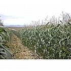 All Seasons Game Maize Acre Pack